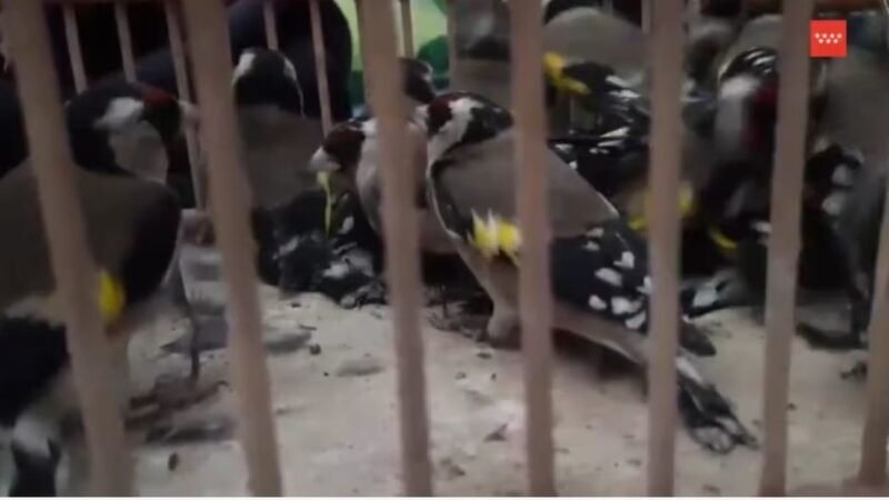 Interceptada venta fraudulenta de 27 jilgueros capturados ilegalmente en Leganés