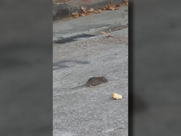Los vecinos de Leganés Norte alertan sobre una plaga de ratas que invade sus calles