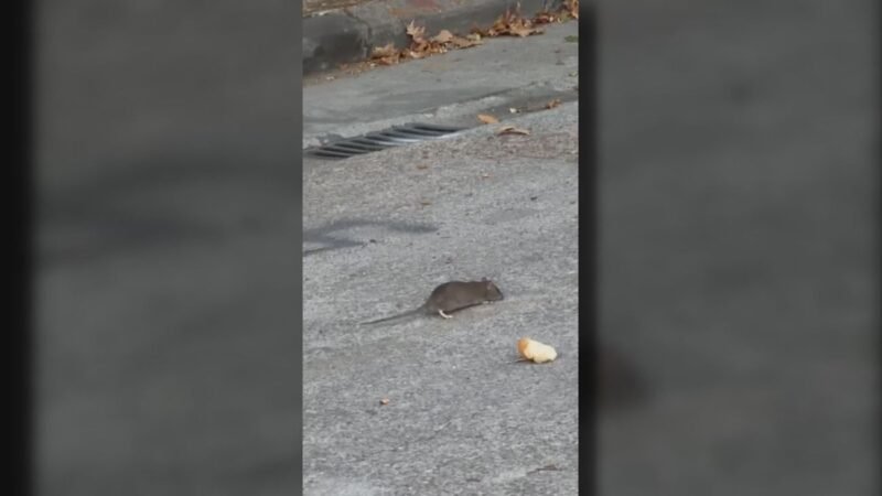 Los vecinos de Leganés Norte alertan sobre una plaga de ratas que invade sus calles