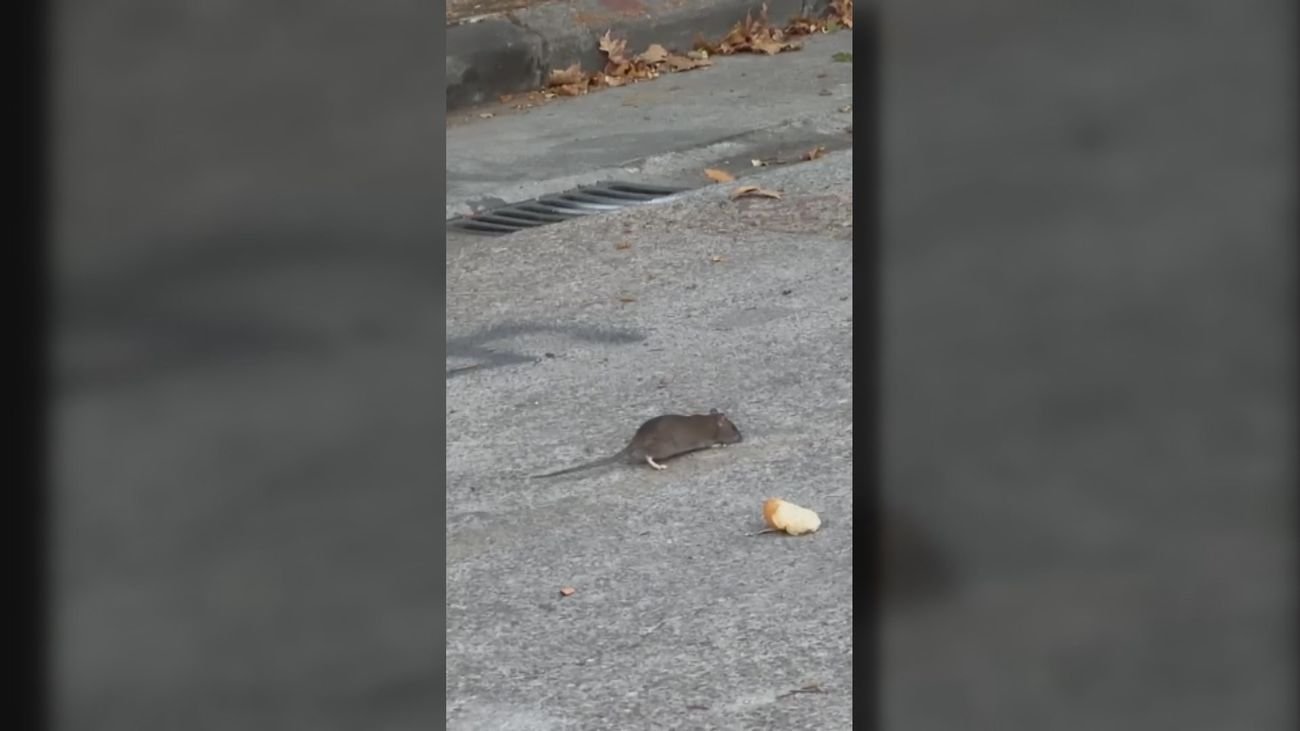 Los vecinos de Leganés Norte alertan sobre una plaga de ratas que invade sus calles