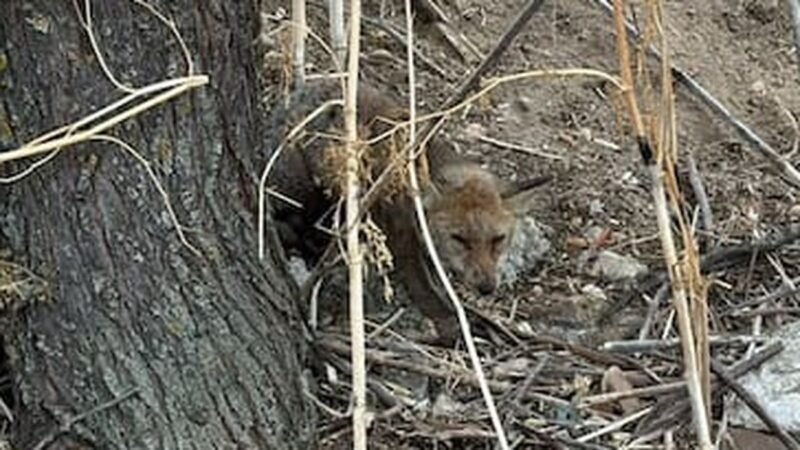 Rescatan a un zorro herido en el Parque Lineal de Butarque en Leganés