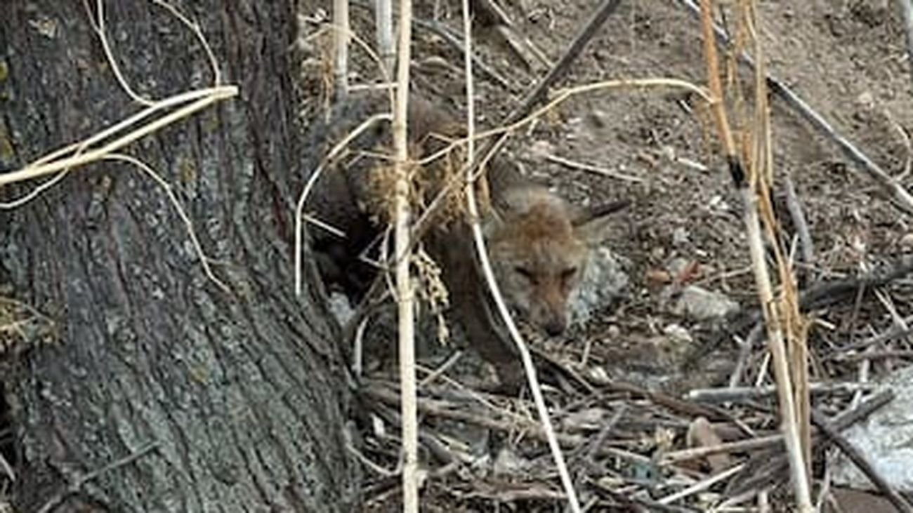 Rescatan a un zorro herido en el Parque Lineal de Butarque en Leganés